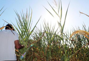 file-Après plus d’un mois sans pluie dans certains secteurs, les cultures sont en souffrance. © Le Sillon.info