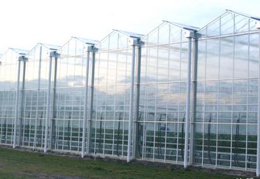 file-Les 6,5 hectares de serres de 6Â m de haut pour plus de luminosité de Tom d'Aqui ont produit 3.000 tonnes de tomates en 2010. La construction de 3,5 hectares supplémentaires est prévue pour l'an prochain Â© C.A / Le Sillon