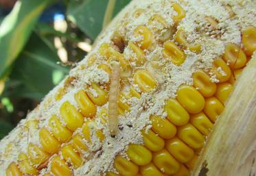 file-C’est la deuxième vague des foreurs qui provoque les principaux dégâts sur les cultures de maïs.