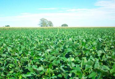 file-La progression des surfaces de soja est, essentiellement, le fait de nouveaux producteurs qui intègrent l’oléagineux dans leur assolement sur un précédent maïs. © Photo Wikipédia