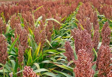 file-D’origine africaine, le sorgho est la cinquième céréale cultivée dans le monde (avec 49 millions d’hectares de production), après le maïs, le blé, le riz et l’orge.