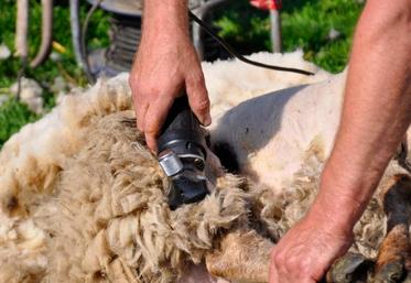 file-Dans les Pyrénées, la laine des troupeaux de brebis n’est plus ramassée et ce sont près de 1.000 tonnes de toisons qui sont perdues.