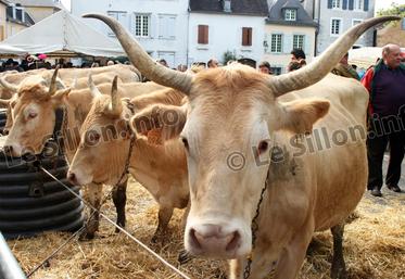 file-Cette vache rustique a échappé de peu à la disparition. Il aura fallu toute la passion de quelques éleveurs pour sauvegarder la race Béarnaise à partir de quelques individus trouvés ci et là au gré des fermes du Haut Béarn.