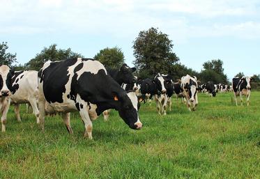 file-Dans son rapport sur la contractualisation dans la filière laitière, le Conseil général de l’alimentation, de l’agriculture et des espaces ruraux (CGAAER) préconise de renforcer le pouvoir des organisations de producteurs.