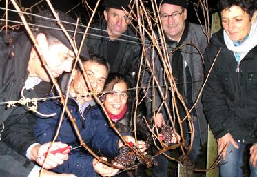 file-Comme chaque 31 décembre depuis maintenant 26 ans, les vignerons des coopératives Plaimont et de Crouseilles ont célébré la Saint-Sylvestre ensemble par des vendanges exceptionnelles de Pacherenc à la tombée de la nuit.