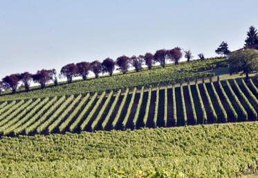 file-Les viticulteurs réclament l’autorisation de distiller au moins trois millions d’hectolitres de vin en excédent.