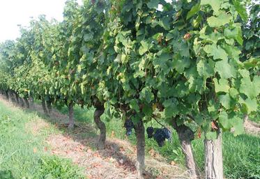 file-Pour le syndicat des vignerons de terroirs landais, le principal événement de l'année écoulée concerne l'accession à  l'Indication géographique protégée (IGP).