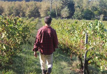 Un viticulteur arpente ses rangées de vignes
