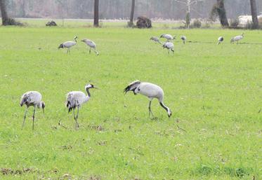 Grues cendrées