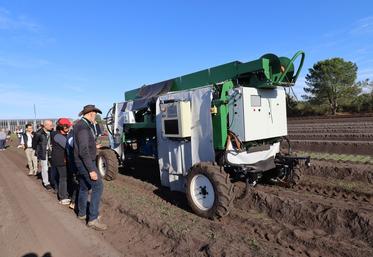 récolte robotisée des asperges