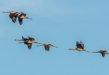 Vol de grues cendrées