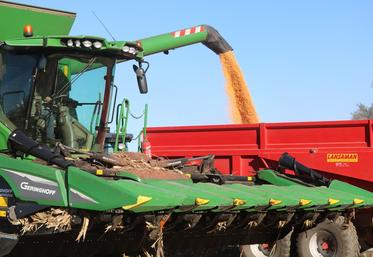 Une moissonneuse récolte le maïs