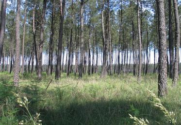 Forêt de pins maritimes dans les Landes