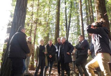 Loïc Latorre expose ses recherches aux participants au milieu des séquoias