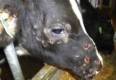 Une vache touchée par la DNC