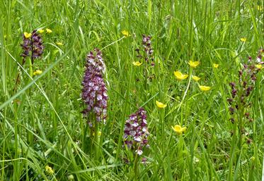 Des orchidées dans une pelouse sèche