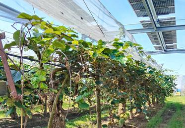 Verger de kiwi sous ombrière photovoltaïque