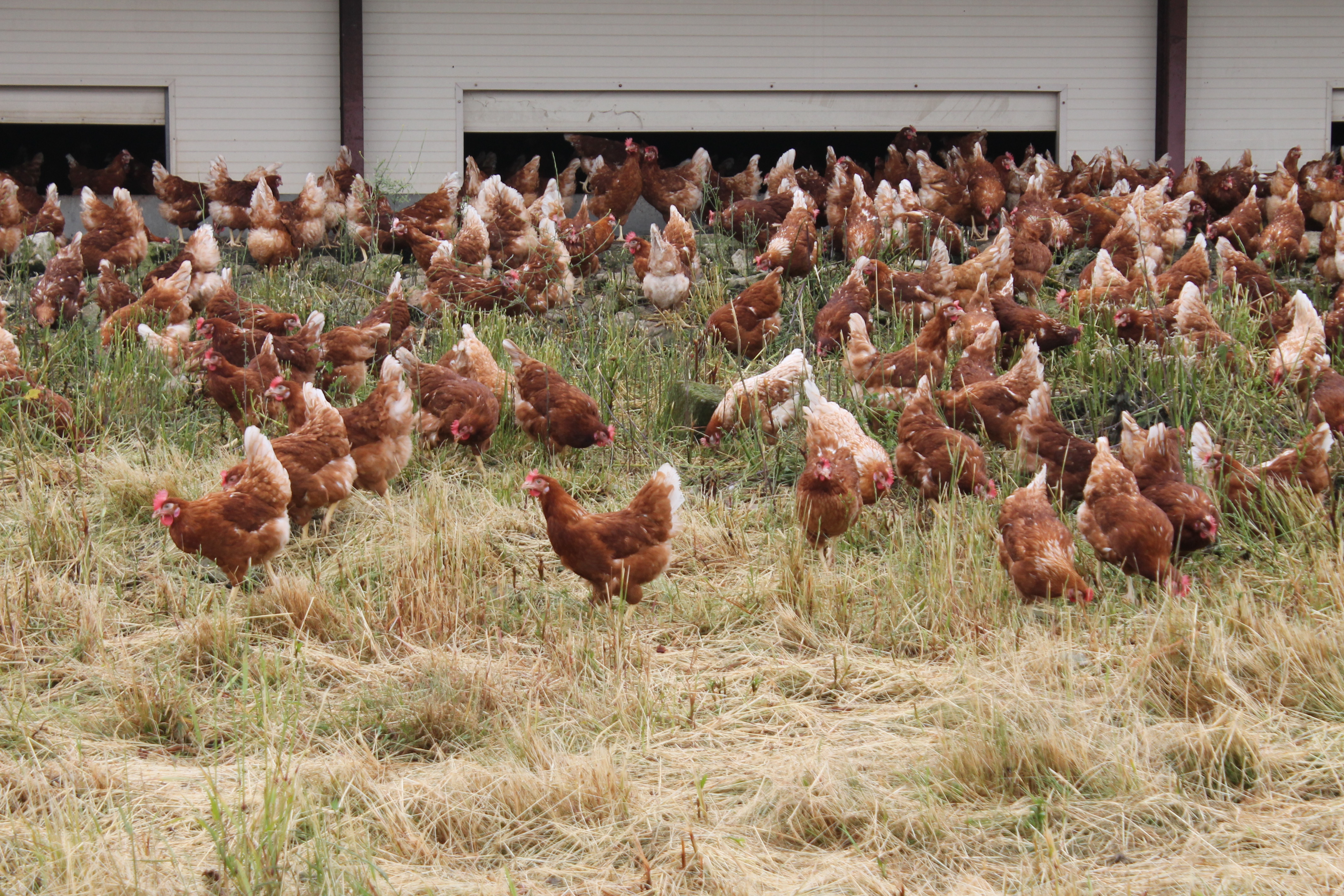 Poulet bio - La guerre des labels - Actualité - UFC-Que Choisir