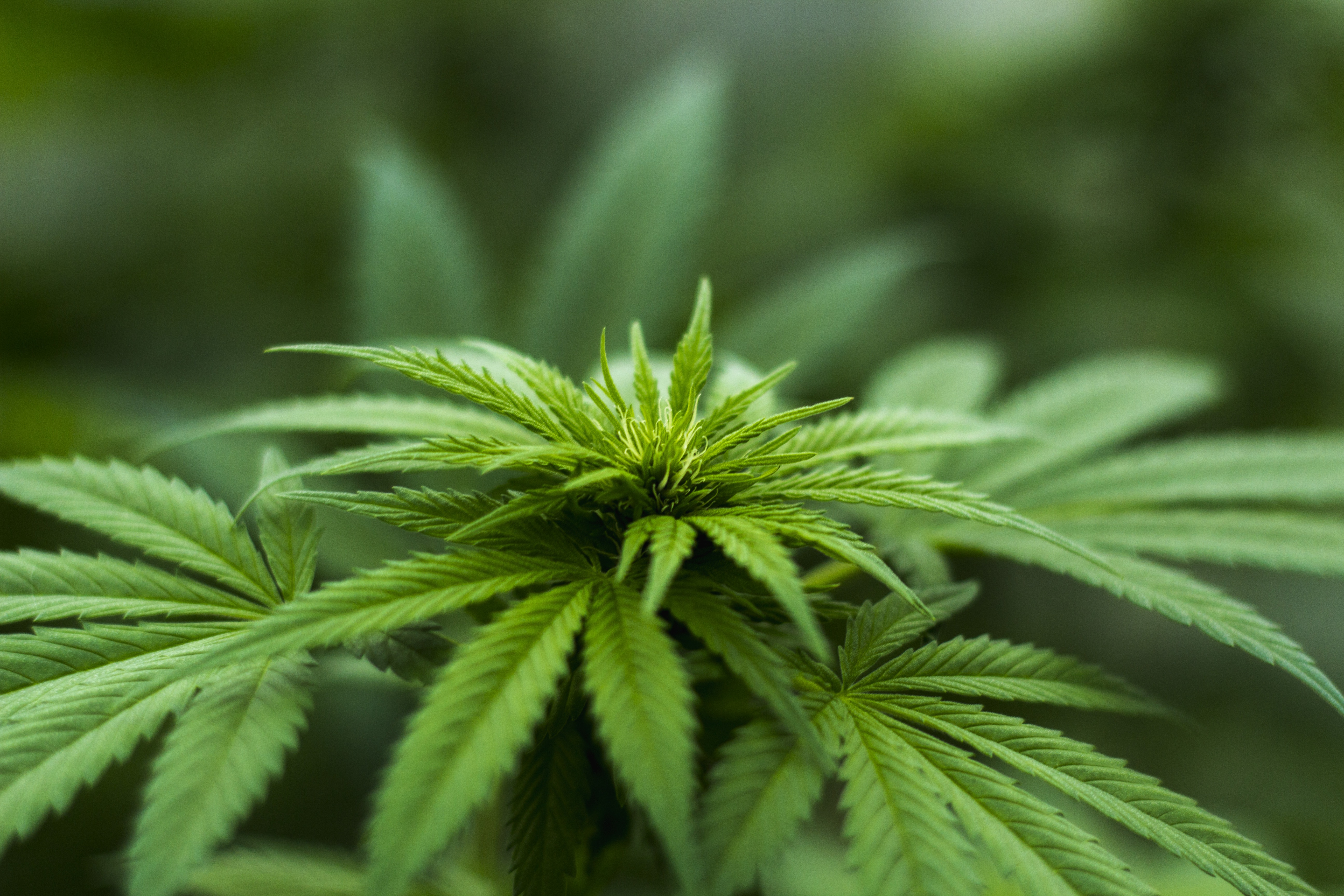 Cannabis : la décision du Conseil d'Etat sur le CBD va-t-elle