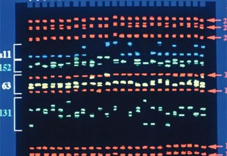 Écran de visualisation d’une séquence d’ADN, sur l’ordinateur qui pilote le séquenceur. La génomique offre la possibilité de sélectionner sur de nouveaux caractères, ce qui implique une révision de l’index de synthèse (ISU, lire p.6), plus fréquente que par le passé.