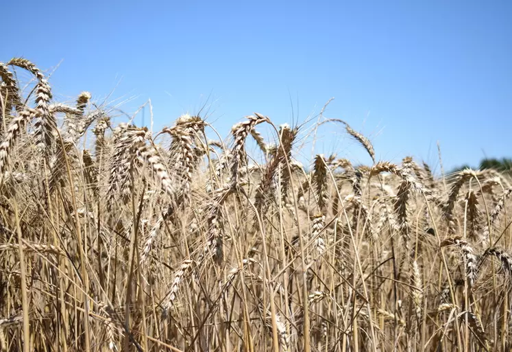 Le blé dur de 2022 a des teneurs en protéines atteignant régulièrement les 14%.
