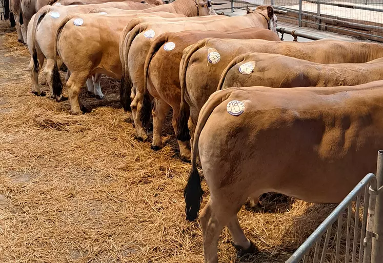 concours vaches boucherie