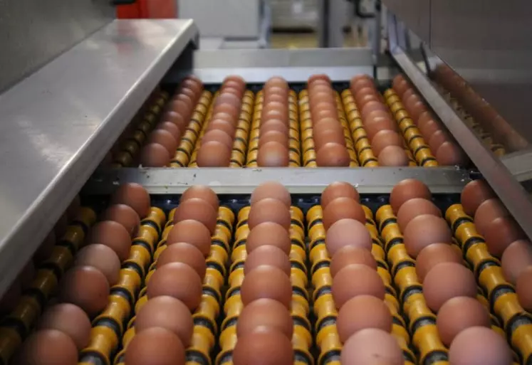 oeufs industrie
