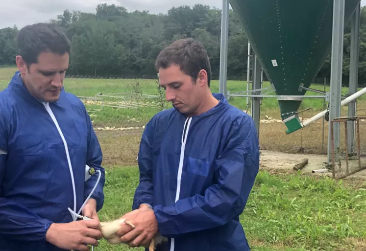 vaccination d'un canard