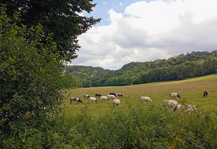 vaches viande dans un champ dans les ardennes