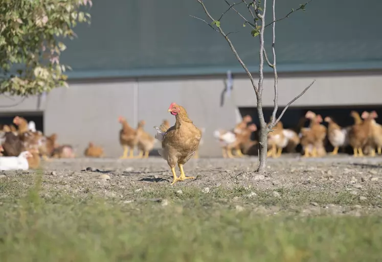 poules pondeuses élevée en bio