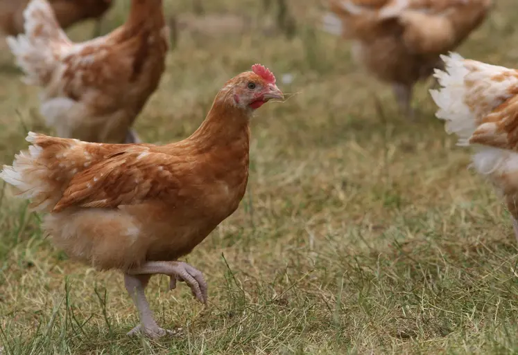 poulet bio 