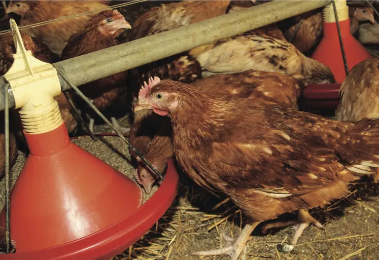 poules en train de se nourrir dans un poulailler