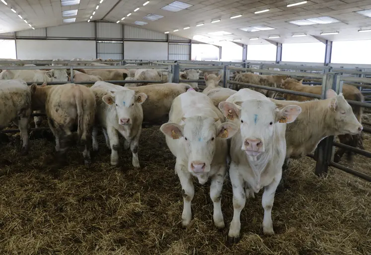 broutards charolais en centre de tri