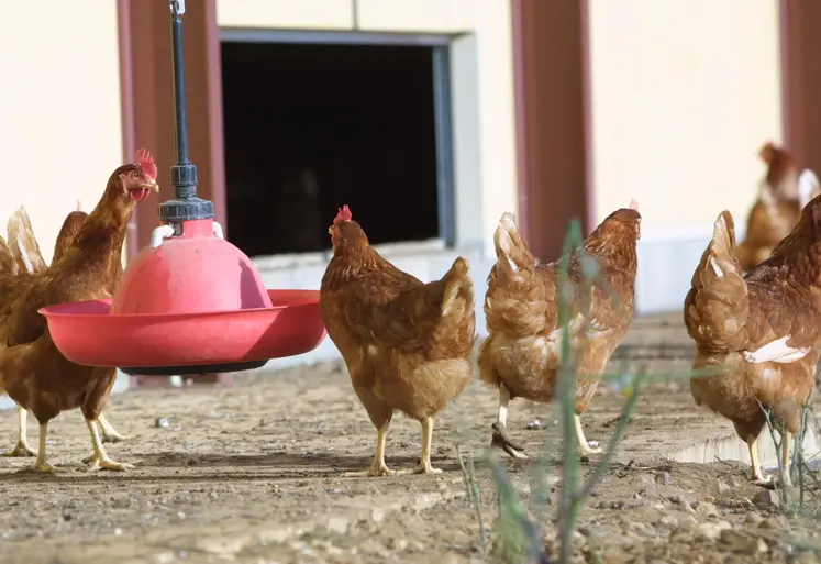 poules en extérieur