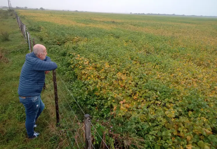 Champ de soja dans la province argentine d’Entre Ríos