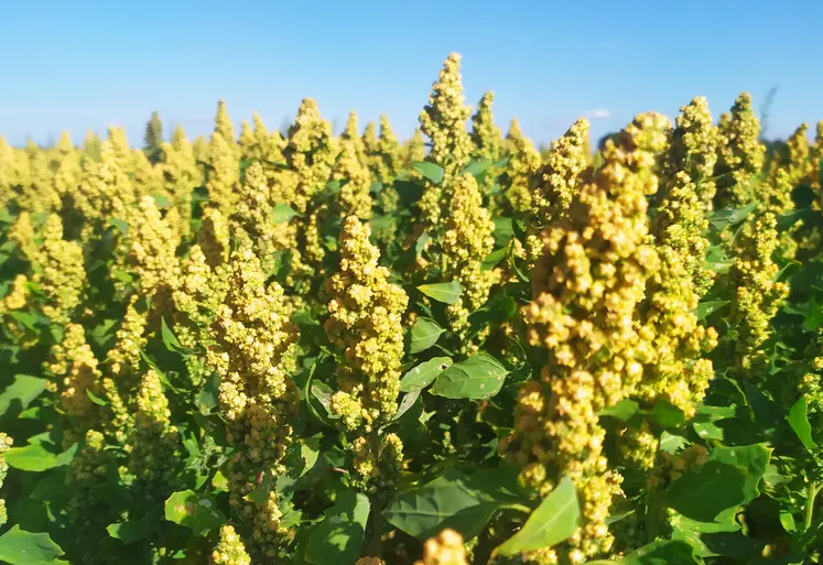 Champ de quinoa dans le Maine-et-Loire