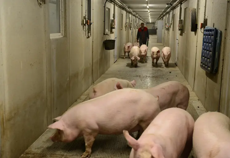 Porcs au départ dans un couloir en élevage