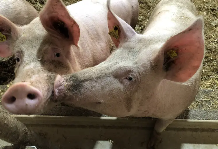 Deux porcs en gestation, élevage sur paille