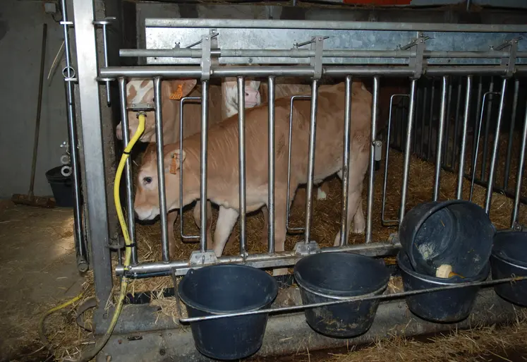 veau élevé en cage à veau