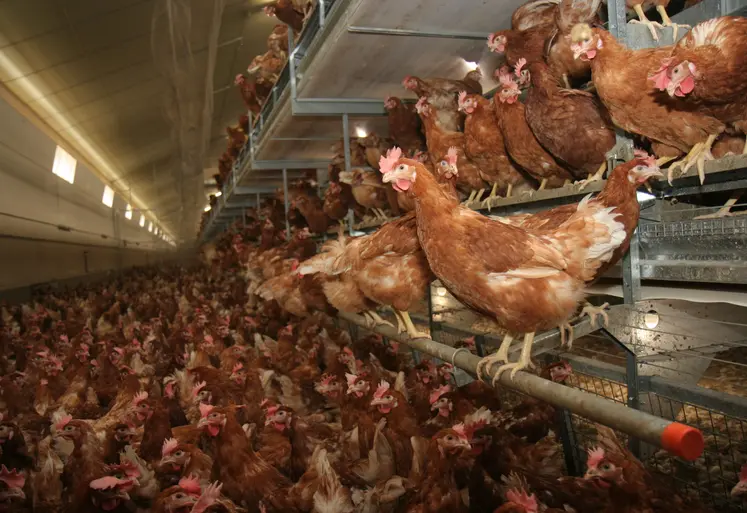 poules rousses en volière