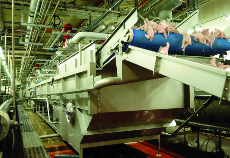 Ligne de refroidissement à l'eau chez Tilly-Sabco. Refroidisseur pour poulets. Industrie de la volaille