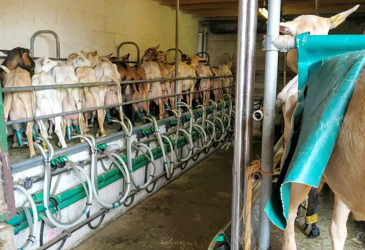 chèvre en salle de traite