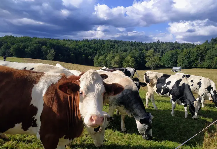 vaches laitières dans des prairies en été