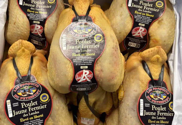 Le poulet label Rouge Rungis