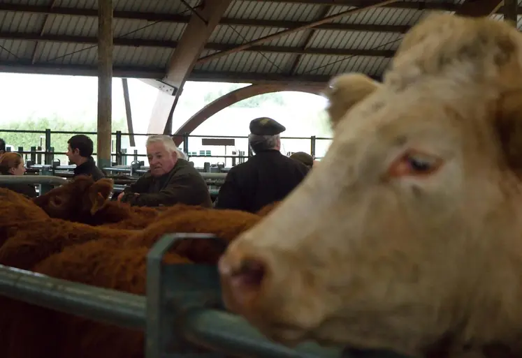 au premier plan, tête de boeuf, dans un marché aux bestiaux