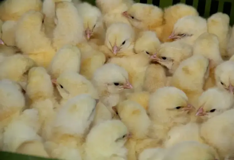 poussins