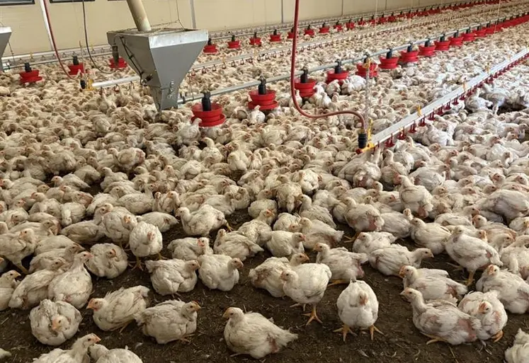 élevage poulets standards