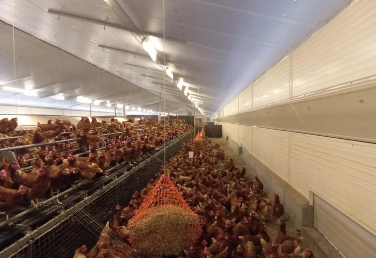 poules à l'intérieur d'un élevage