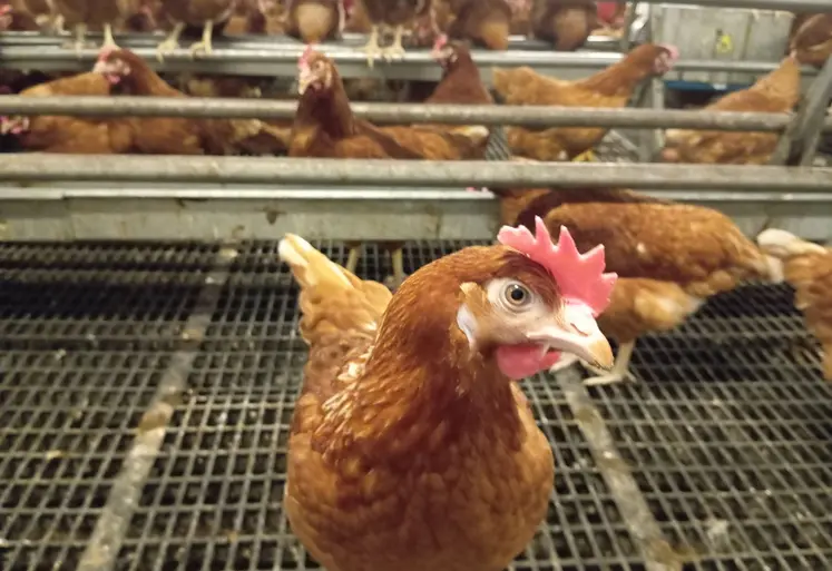 poule rousse en élevage