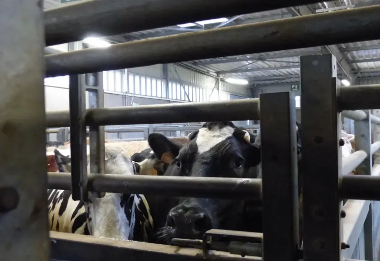 vaches attendant derrière une barrière